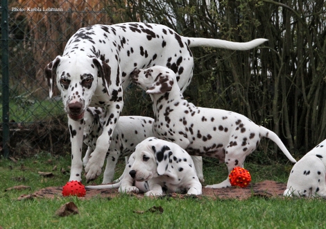 Cousine Christi ORMOND Knjazjouna Kyra mit Yupiter Moon und Ypsilon Wing vom Teutoburger Wald