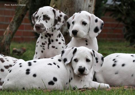 Yellow Autumn, Your Eminenz und Yes we Can vom Teutoburger Wald