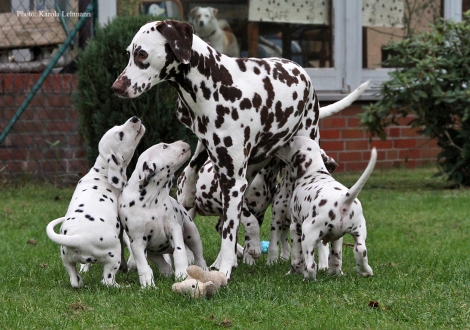 Tante United Pleasure vom Teutoburger Wald mit dem Y-Wurf vom Teutoburger Wald