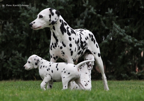 Mama Obonya´s Pride Anna-Ariella mit ihrem Sohn Your Eminenz vom Teutoburger Wald