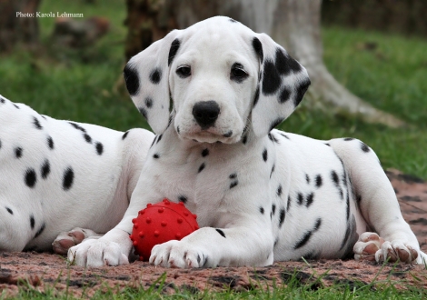 Yupiter Moon vom Teutoburger Wald