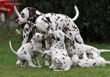 Tante United Pleasure vom Teutoburger Wald und Cousine Christi ORMOND Knjazjouna Kyra mit dem Y-Wurf vom Teutoburger Wald