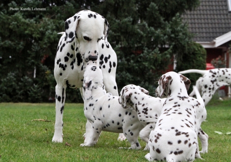 Opa Spotnik´s First Farao For Ormond mit seinem Enkelsohn Yard Protector vom Teutoburger Wald