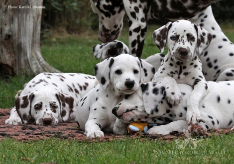 Ypsilon Wing, Yasmin Bloom, Yellow Autumn und Yard Protector vom Teutoburger Wald