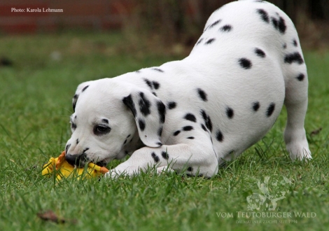 Yes we Can vom Teutoburger Wald