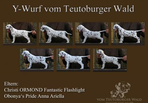 Y-Wurf vom Teutoburger Wald, geboren am 22.09.2014