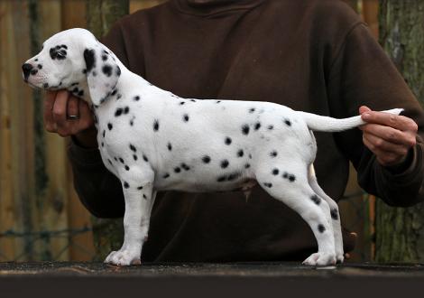 Yard Protector vom Teutoburger Wald (Rüde | weiß-schwarz)