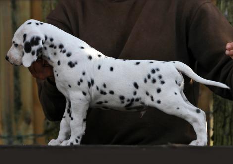 Yupiter Moon vom Teutoburger Wald (Rüde | weiß-schwarz)