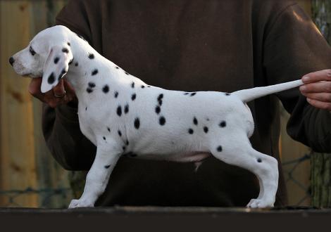 Your Eminence vom Teutoburger Wald (Rüde | weiß-schwarz)