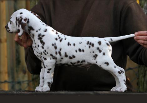 Ypsilon Wing vom Teutoburger Wald (Rüde | weiß-braun)