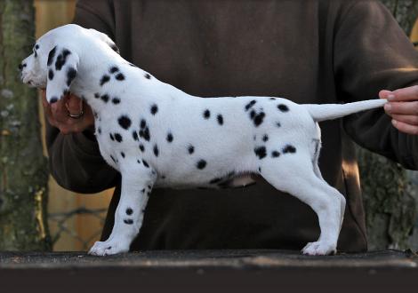 Yes we Can vom Teutoburger Wald (Hündin | weiß-schwarz)