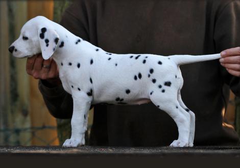 Yasmin Bloom vom Teutoburger Wald (Hündin | weiß-schwarz)