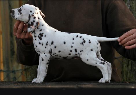 Yellow Autumn vom Teutoburger Wald (Hündin | weiß-braun)