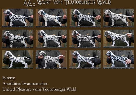 AA - Wurf vom Teutoburger Wald (7. Lebenswoche)