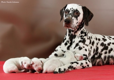 Stolze Mama Christi ORMOND Empress Edition mit ihrem BB-Wurf vom Teutoburger Wald (4. Lebenstag)