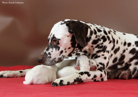 Stolze Mama Christi ORMOND Empress Edition mit ihrem BB-Wurf vom Teutoburger Wald (4. Lebenstag)