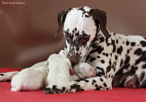 Stolze Mama Christi ORMOND Empress Edition mit ihrem BB-Wurf vom Teutoburger Wald (4. Lebenstag)