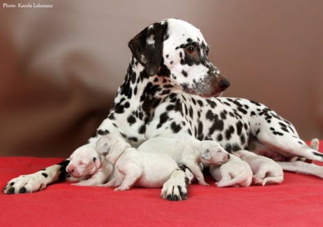 Stolze Mama Christi ORMOND Empress Edition mit ihrem BB-Wurf vom Teutoburger Wald (4. Lebenstag)