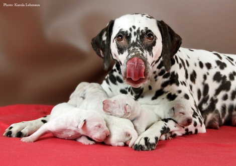 Stolze Mama Christi ORMOND Empress Edition mit ihrem BB-Wurf vom Teutoburger Wald (4. Lebenstag)