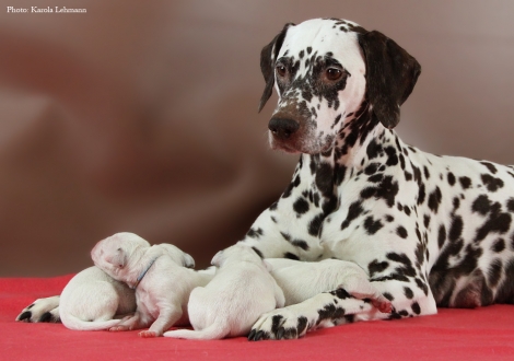 Stolze Mama Christi ORMOND Empress Edition mit ihrem BB-Wurf vom Teutoburger Wald (4. Lebenstag)
