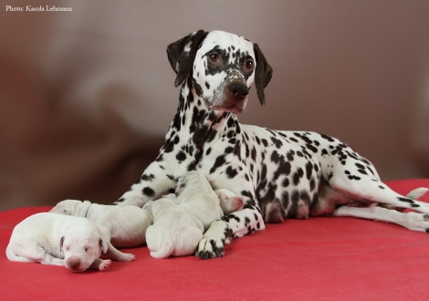Stolze Mama Christi ORMOND Empress Edition mit ihrem BB-Wurf vom Teutoburger Wald (4. Lebenstag)