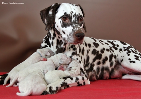 Stolze Mama Christi ORMOND Empress Edition mit ihrem BB-Wurf vom Teutoburger Wald (4. Lebenstag)