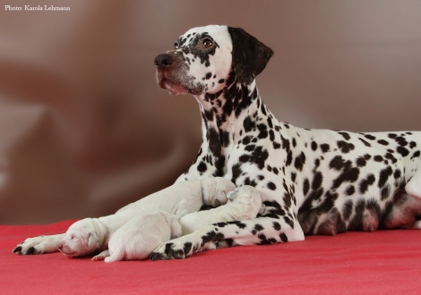 Stolze Mama Christi ORMOND Empress Edition mit ihrem BB-Wurf vom Teutoburger Wald (4. Lebenstag)