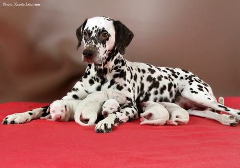Stolze Mama Christi ORMOND Empress Edition mit ihrem BB-Wurf vom Teutoburger Wald (4. Lebenstag)
