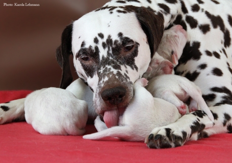 Stolze Mama Christi ORMOND Empress Edition mit ihrem BB-Wurf vom Teutoburger Wald (4. Lebenstag)
