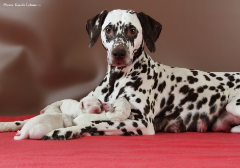 Stolze Mama Christi ORMOND Empress Edition mit ihrem BB-Wurf vom Teutoburger Wald (4. Lebenstag)