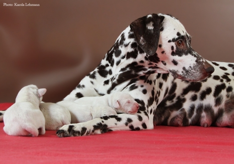 Stolze Mama Christi ORMOND Empress Edition mit ihrem BB-Wurf vom Teutoburger Wald (4. Lebenstag)