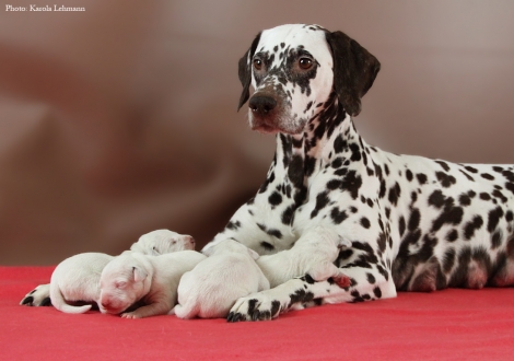Stolze Mama Christi ORMOND Empress Edition mit ihrem BB-Wurf vom Teutoburger Wald (4. Lebenstag)