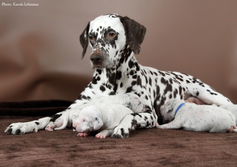 Stolze Mama Christi ORMOND Empress Edition mit ihrem BB-Wurf vom Teutoburger Wald (12. Lebenstag)