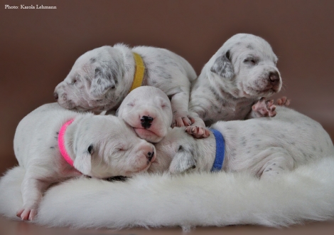 Unser BB-Wurf vom Teutoburger Wald (12. Lebenstag)