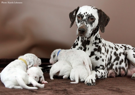 Stolze Mama Christi ORMOND Empress Edition mit ihrem BB-Wurf vom Teutoburger Wald (12. Lebenstag)