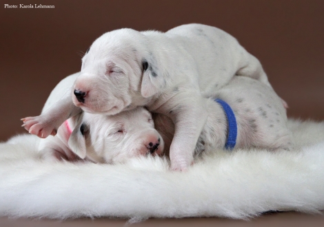 Lady Rosa (w/s) mit Mr. Ohne (w/s) und Mr. Blau (w/br)