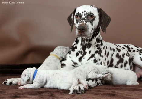 Stolze Mama Christi ORMOND Empress Edition mit ihrem BB-Wurf vom Teutoburger Wald (12. Lebenstag)