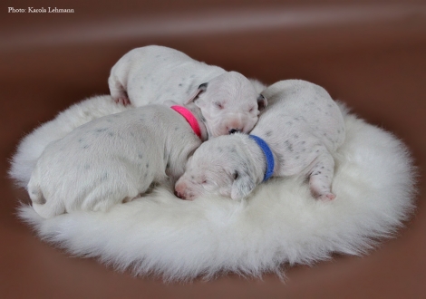 Lady Rosa (w/s) mit Mr. Ohne (w/s) und Mr. Blau (w/br)