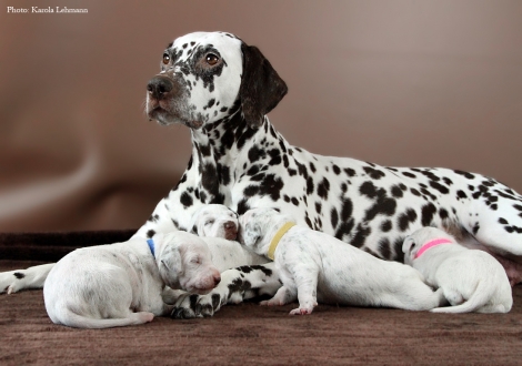 Stolze Mama Christi ORMOND Empress Edition mit ihrem BB-Wurf vom Teutoburger Wald (12. Lebenstag)