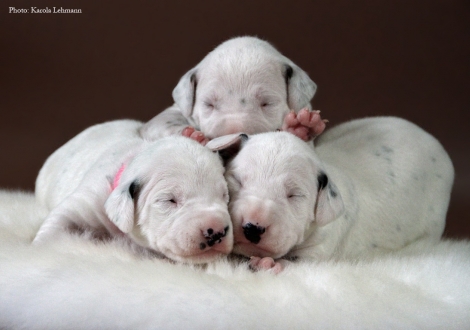 Lady Rosa (w/s) mit Mr. Blau (w/br) und Mr. Ohne (w/s)