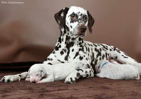 Stolze Mama Christi ORMOND Empress Edition mit ihrem BB-Wurf vom Teutoburger Wald (12. Lebenstag)