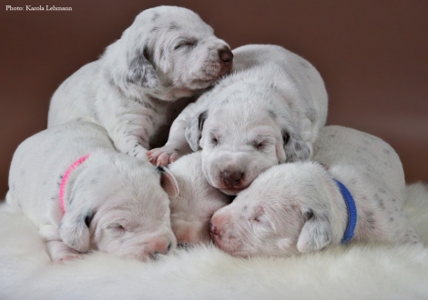 Unser BB-Wurf vom Teutoburger Wald (12. Lebenstag)
