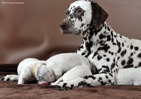 Stolze Mama Christi ORMOND Empress Edition mit ihrem BB-Wurf vom Teutoburger Wald (12. Lebenstag)