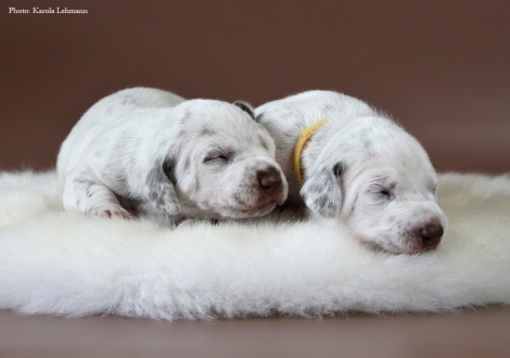Lady Ohne (w/br) mit ihrer Schwester Lady Gelb (w/br)