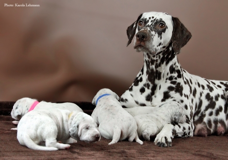 Stolze Mama Christi ORMOND Empress Edition mit ihrem BB-Wurf vom Teutoburger Wald (12. Lebenstag)