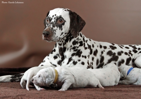 Stolze Mama Christi ORMOND Empress Edition mit ihrem BB-Wurf vom Teutoburger Wald (12. Lebenstag)