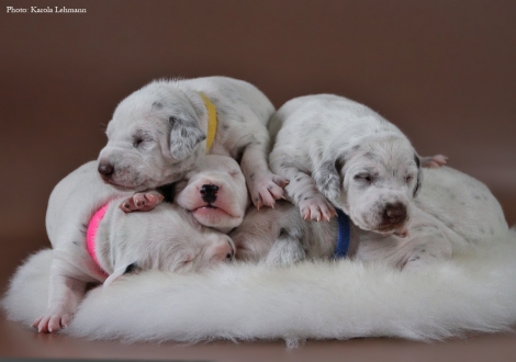 Unser BB-Wurf vom Teutoburger Wald (12. Lebenstag)