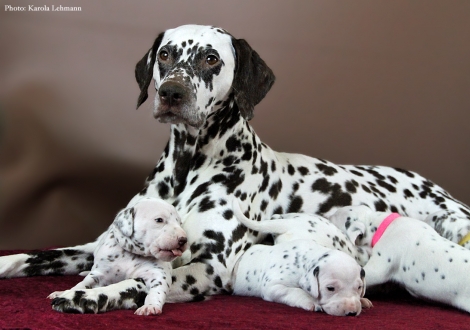Stolze Mama Christi ORMOND Empress Edition mit ihrem BB-Wurf vom Teutoburger Wald (3. Woche)