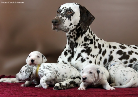 Stolze Mama Christi ORMOND Empress Edition mit ihrem BB-Wurf vom Teutoburger Wald (3. Woche)
