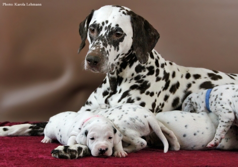 Stolze Mama Christi ORMOND Empress Edition mit ihrem BB-Wurf vom Teutoburger Wald (3. Woche)
